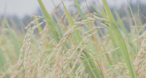 FIBRA, LA VIRTUD DE LOS CARBOHIDRATOS